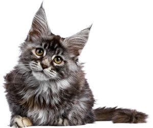 gato Maine Coon