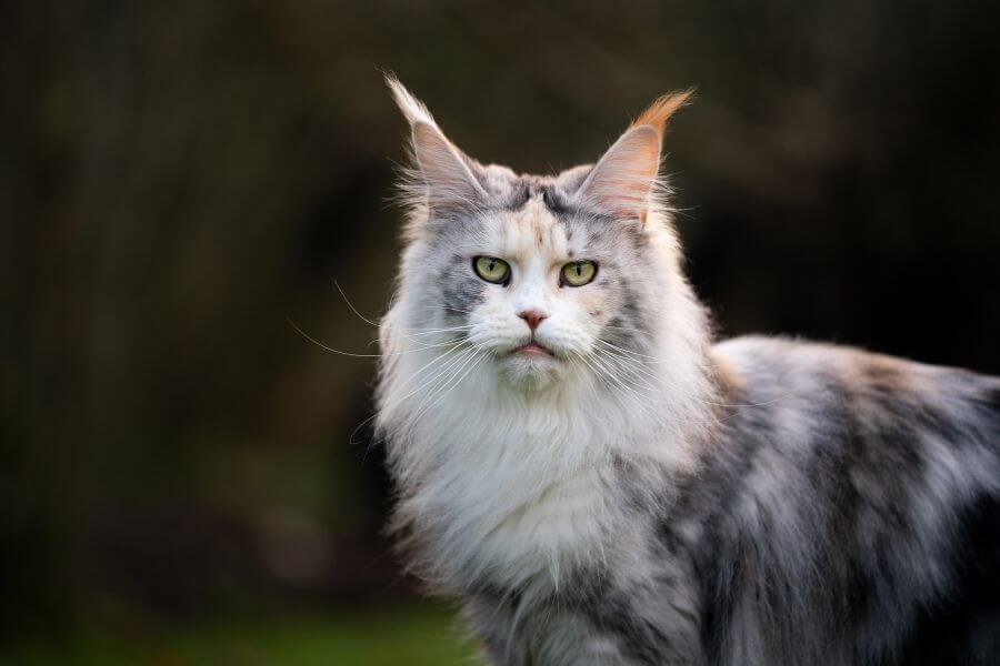 gato Maine Coon