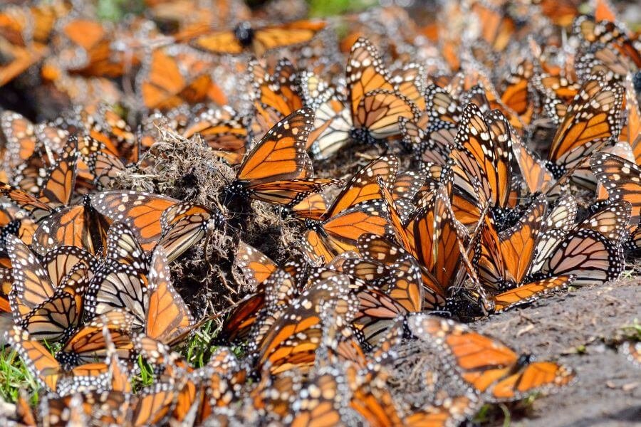 borboletas-monarca
