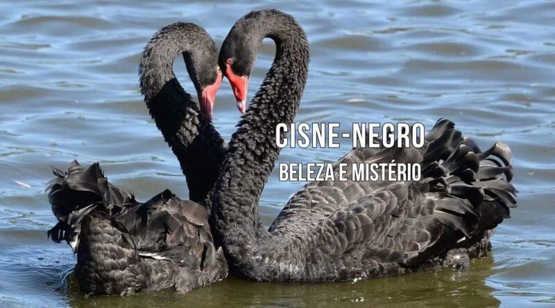 cisne